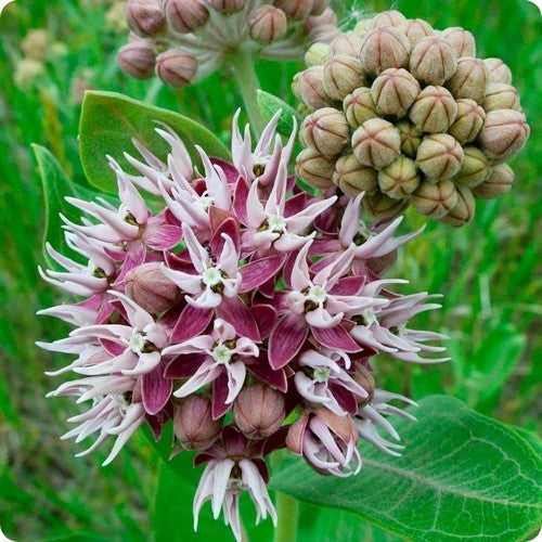 Zijdesmulplant 'Stoffels Glory'