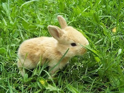 Rabbit Meadow