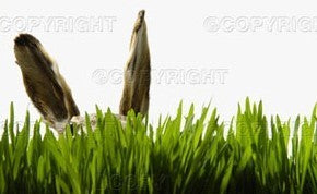 Rabbit Meadow