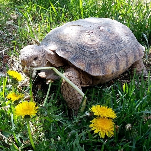 Schildpaddenweide