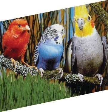 SiervogelGras Siervogelgras