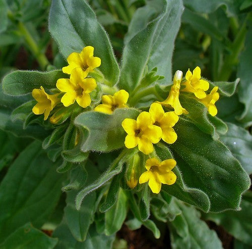 Alkanet
