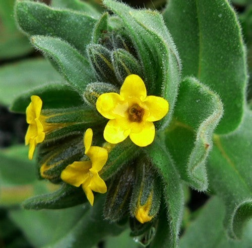 Alkanet
