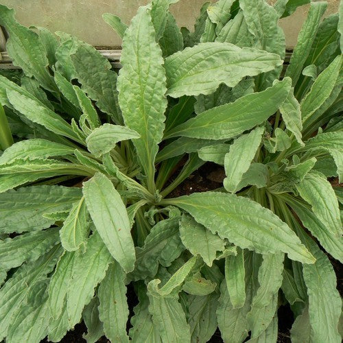 Alkanet