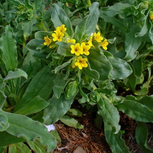 Alkanet