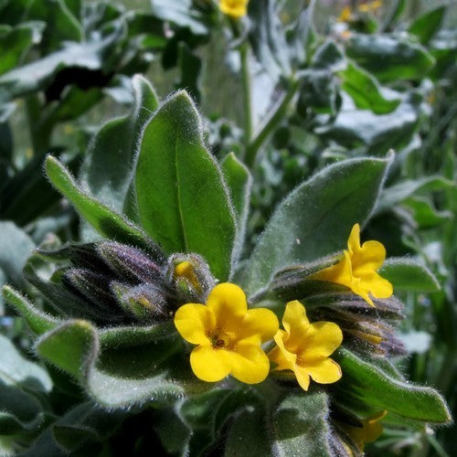 Alkanet