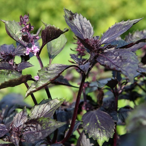 Basilicum 'Ararat'