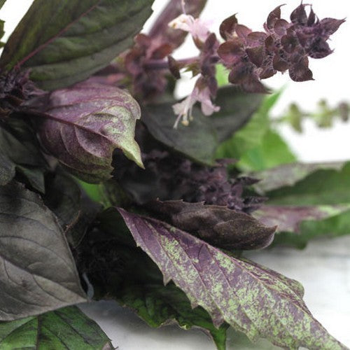 Basilicum 'Ararat'