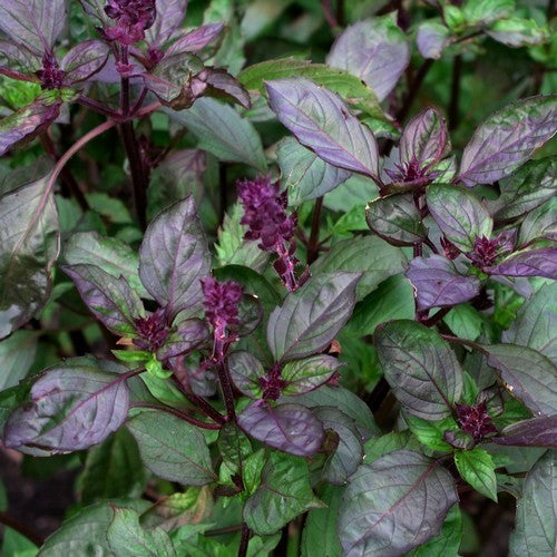 Basilicum 'Ararat'