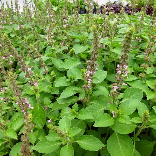 Basilicum 'Blue Spice'