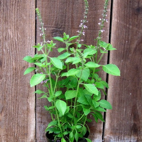 Basilicum 'Blue Spice'
