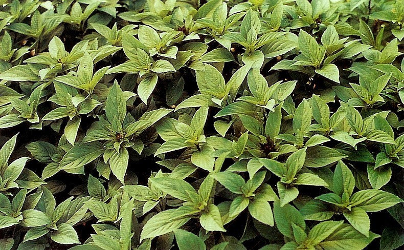 Basilicum 'Chang'