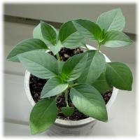 Basilicum 'Citrodorum' / 'Aromata' / 'Lemonette'