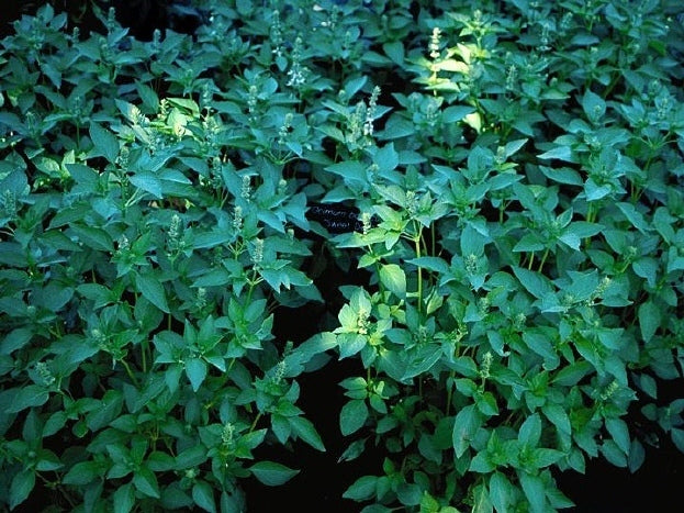 Basilicum 'Citrodorum' / 'Aromata' / 'Lemonette'