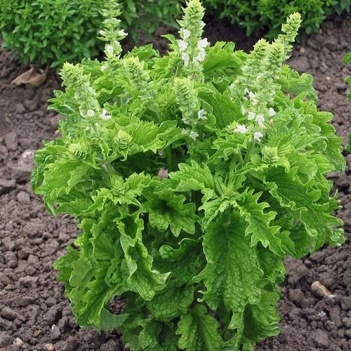 Basilicum 'Green Ruffles'