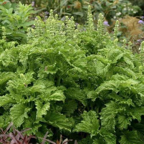 Basilicum 'Green Ruffles'