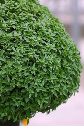 Griekse Basilicum 'Minette' / 'Basito'