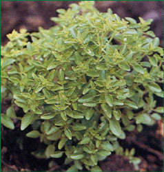 Griekse Basilicum 'Minette' / 'Basito'