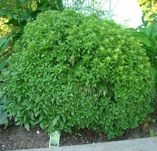 Griekse Basilicum 'Minette' / 'Basito'