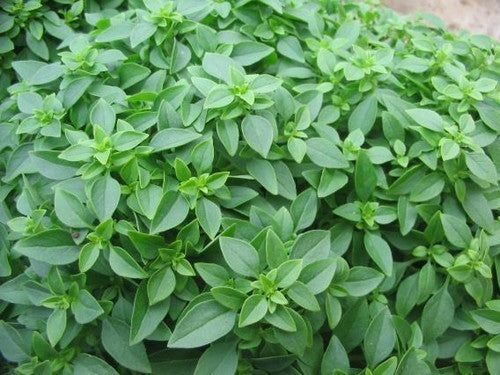 Griekse Basilicum 'Minette' / 'Basito'