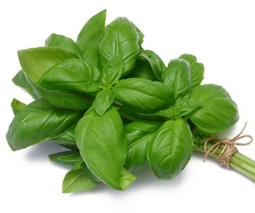 Basilicum 'Grove' (Genovese-Type)