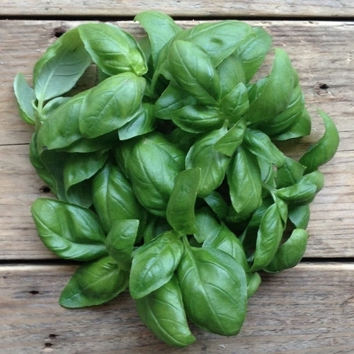 Basilicum 'Genovese' (Original)