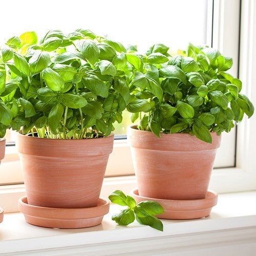 Basilicum 'Gecofure'