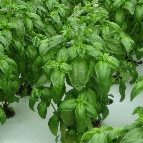 Basilicum 'Gecofure'