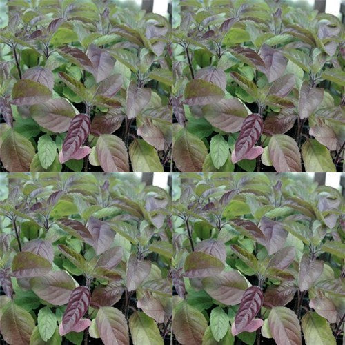 Heilige Basilicum 'samui' / 'Red Tulsi'