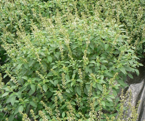 Lemon basil