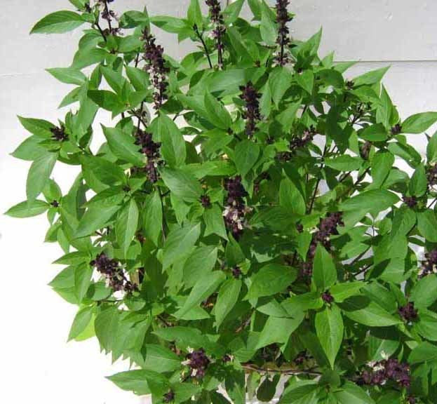 Heilige Basilicum 'Nicobar' / 'Green Tulsi'