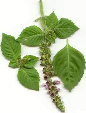 Heilige Basilicum 'Nicobar' / 'Green Tulsi'