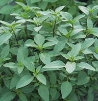 Horapha Basilicum 'Queenette'