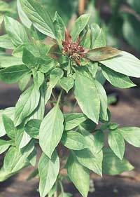 Horapha Basilicum 'Queenette'