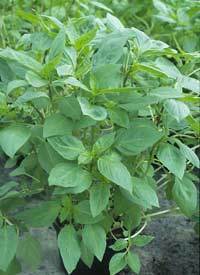 Horapha Basilicum 'Queenette'