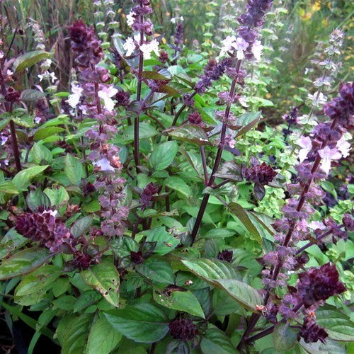 Kaneelbasilicum 'Cinamonette'