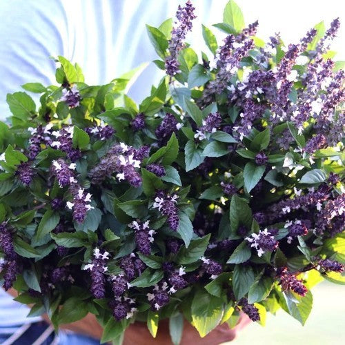 Kaneelbasilicum 'Cinamonette'
