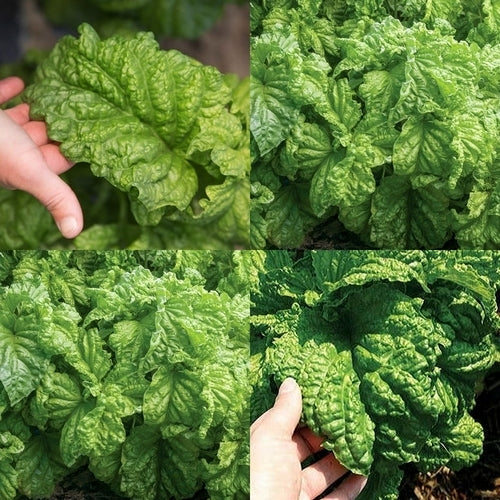 Basilicum 'Mammoth' / 'Lettuce Leaved'