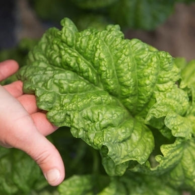 Basilicum 'Mammoth' / 'Lettuce Leaved'
