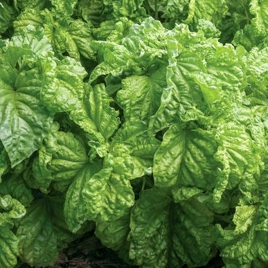 Basilicum 'Mammoth' / 'Lettuce Leaved'