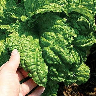Basilicum 'Mammoth' / 'Lettuce Leaved'