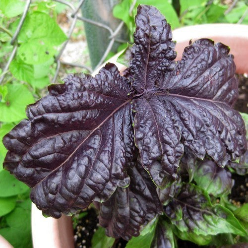 Basilicum 'Red Lettuce-Leaved' / 'Red Lizzy'
