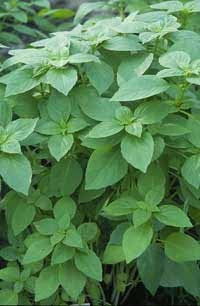 Basil 'Mrs. Burns' / 'selasih'