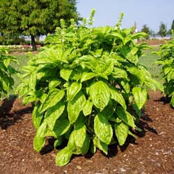 Basilicum 'Nufar' F1