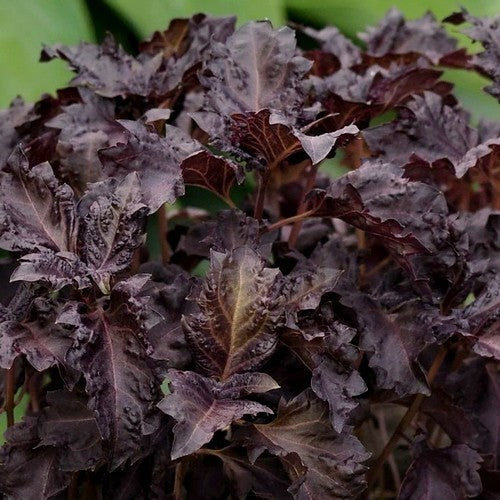 Basil 'Purple Ruffles'