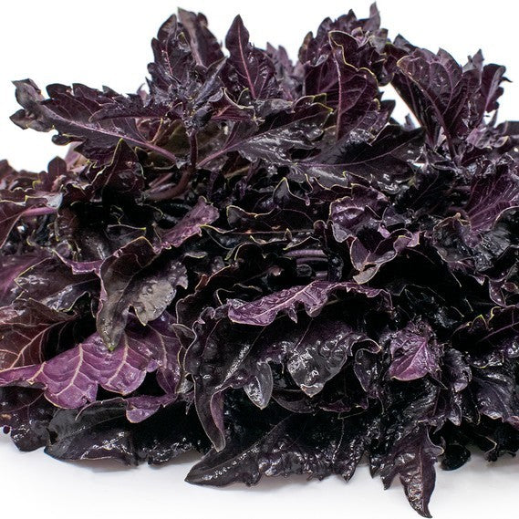 Basil 'Purple Ruffles'
