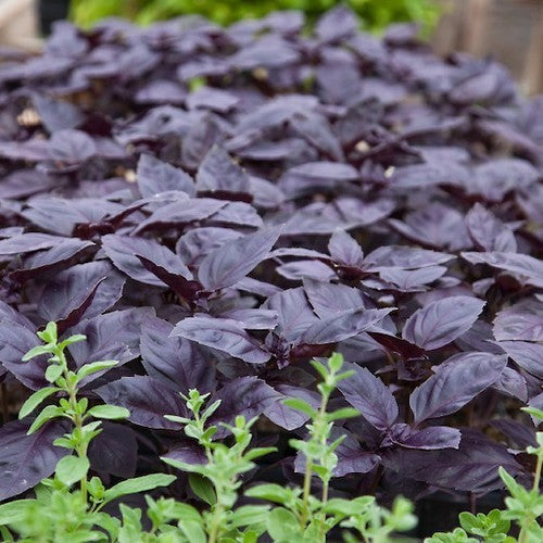 Basilicum 'Red Rubin Improved'
