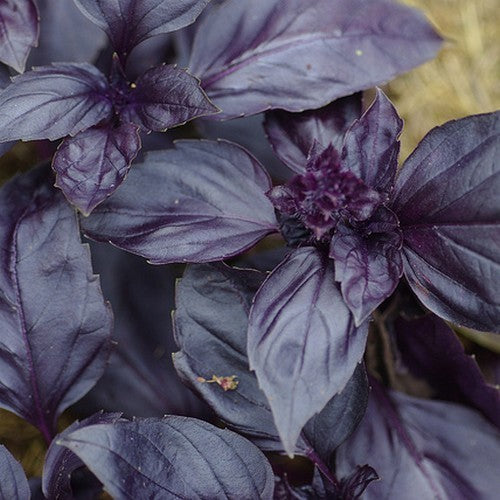 Basilicum 'Red Rubin Improved'