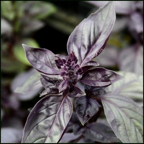 Basil 'Red Shiraz'