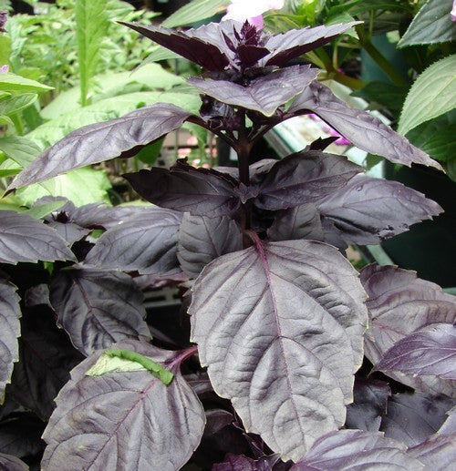 Basil 'Red' / 'Dark Opal'